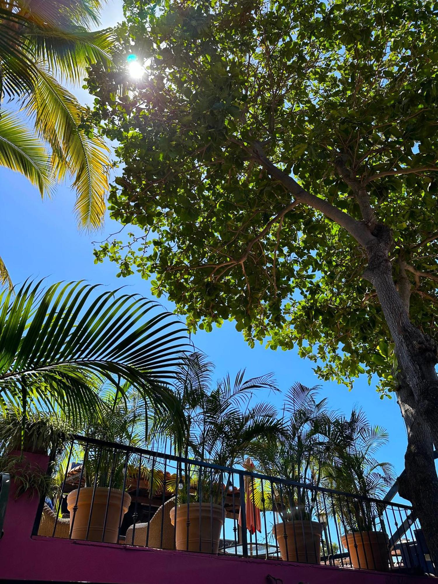 Siesta Suites Boutique Hotel Cabo San Lucas Dış mekan fotoğraf